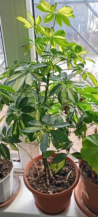 Комнатные растения