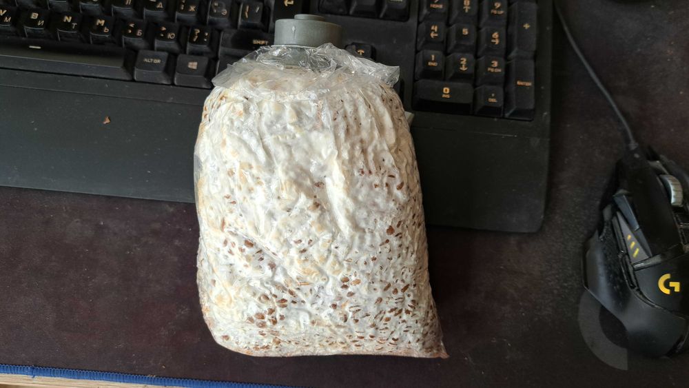 Мицелий грибов вешенки