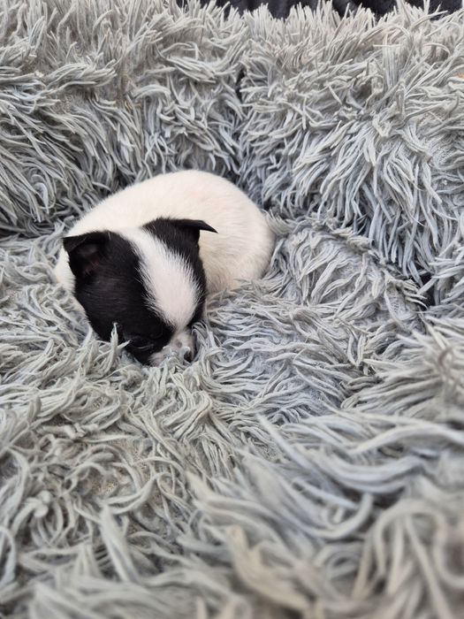 Мъжко и женско мини чиху пинчер