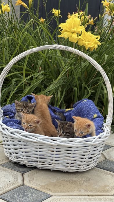 Отдам котят в добрые руки