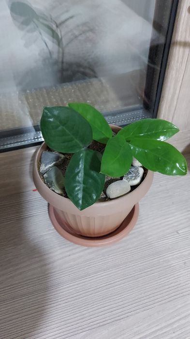 Долларовое дерево.