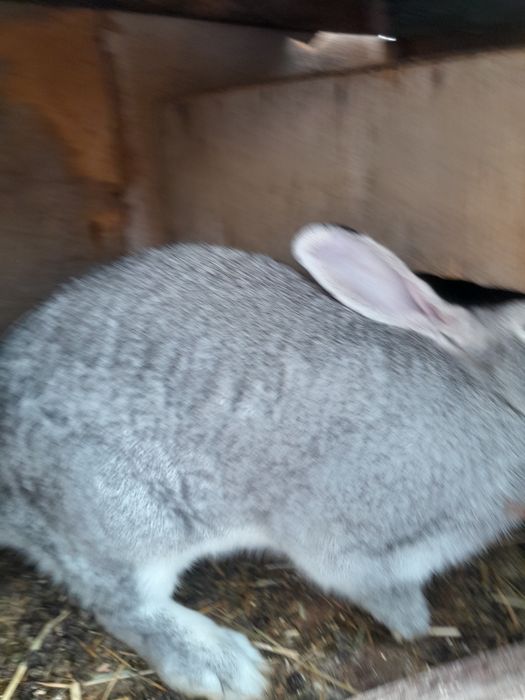 Кролик хороший кушает хорошо