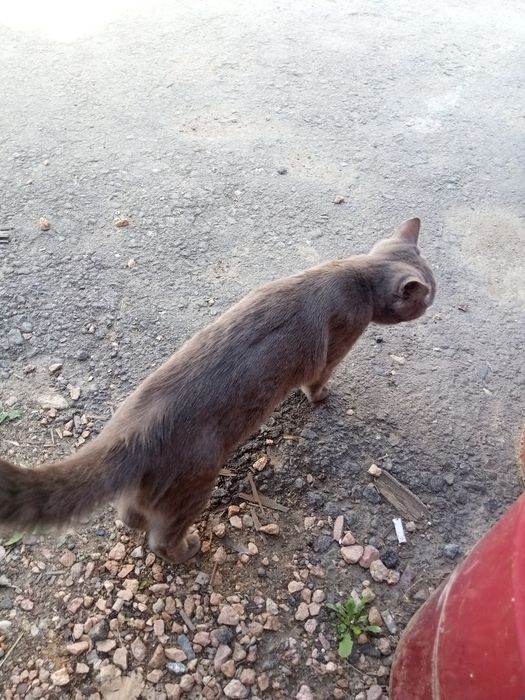 Нашли кошку, автогород