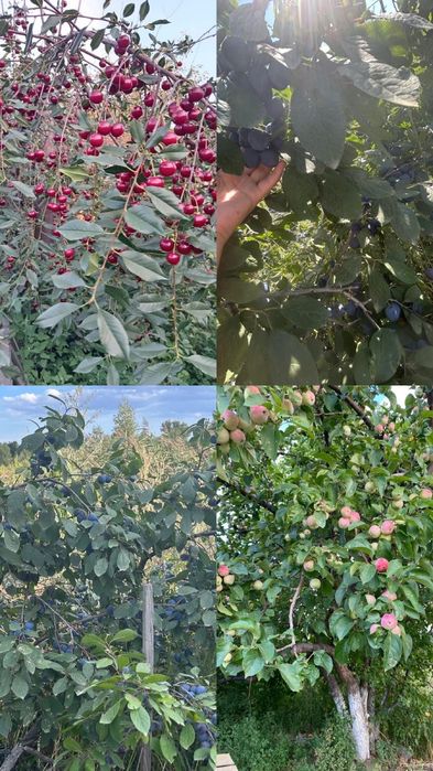 Продается дом на Восточном 4 дачи