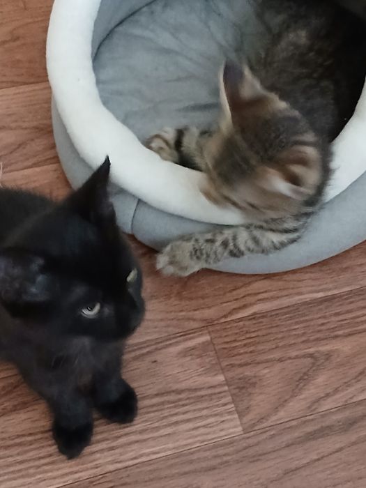 Отдам в добрые руки котята 2 мес.