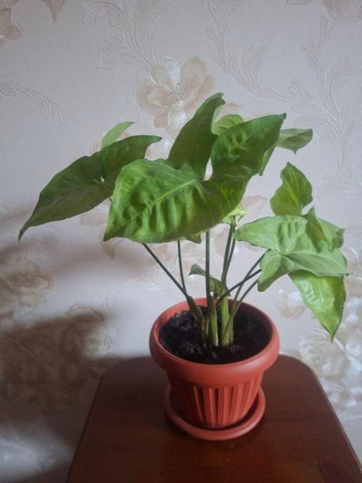 Сингониум ножколистный