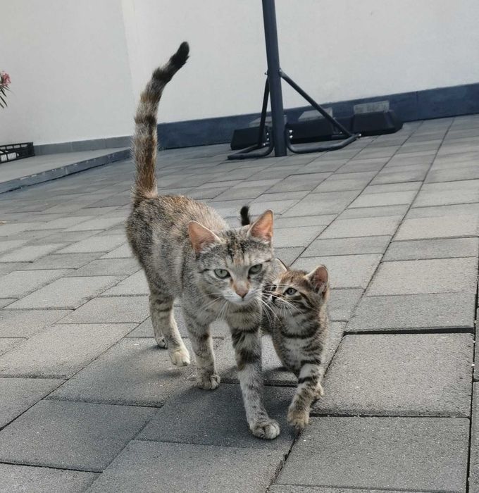 Donăm pui de pisică (1 motănel + 1 pisicuță) si mama lor