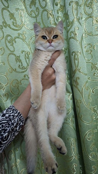 Кошка британские золотой шиншилла