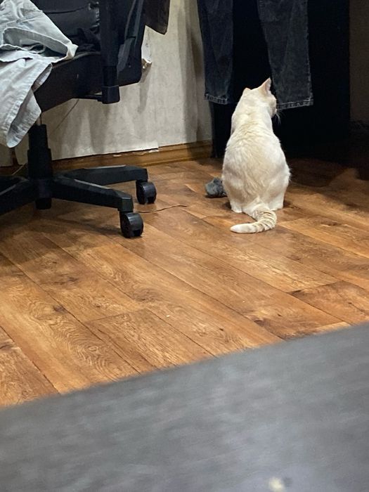 Отдам кота в добрые руки