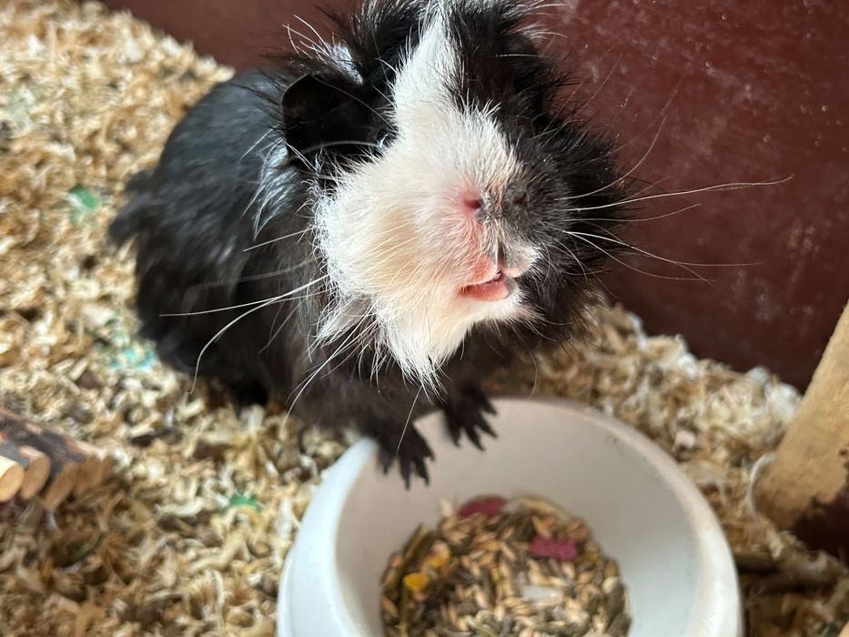 Porcușori de Guineea