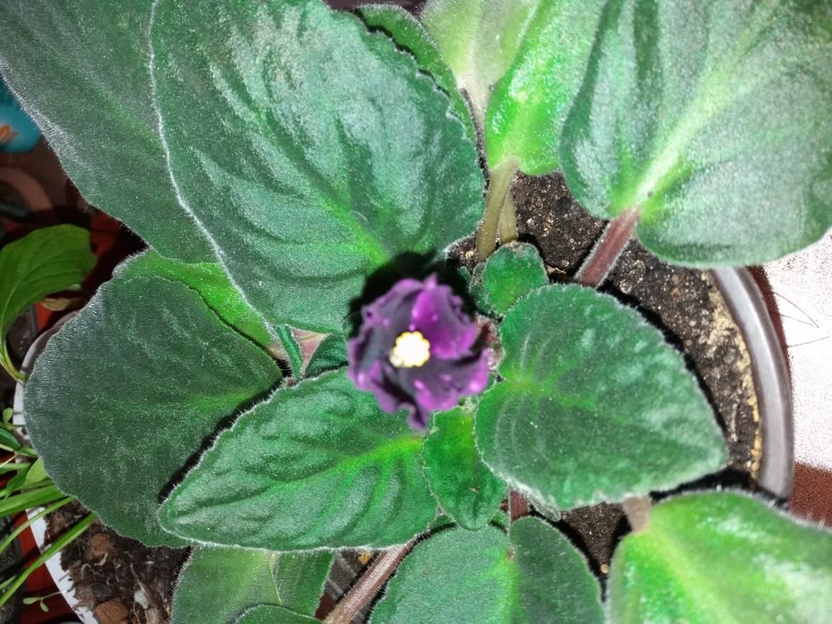 Комнатные фиалки