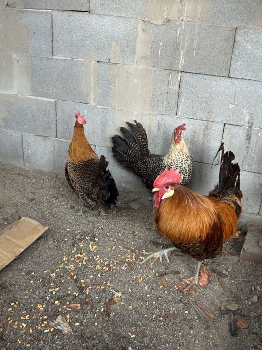 продаю курей породы Брекель