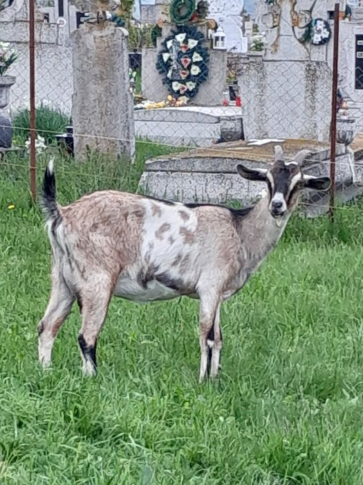 Capra metis anglo nubian