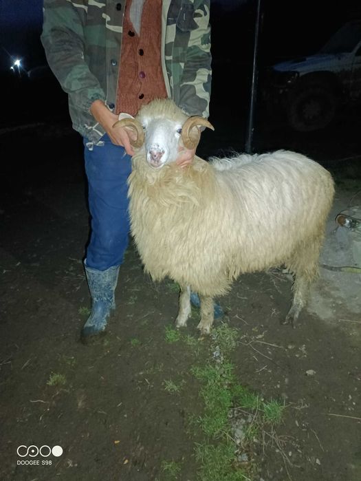 Berbecuț băl din fevruarie de vânzare sau schimb cu berbecuț/oaie