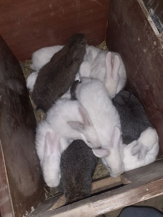 Кожектер сатылады