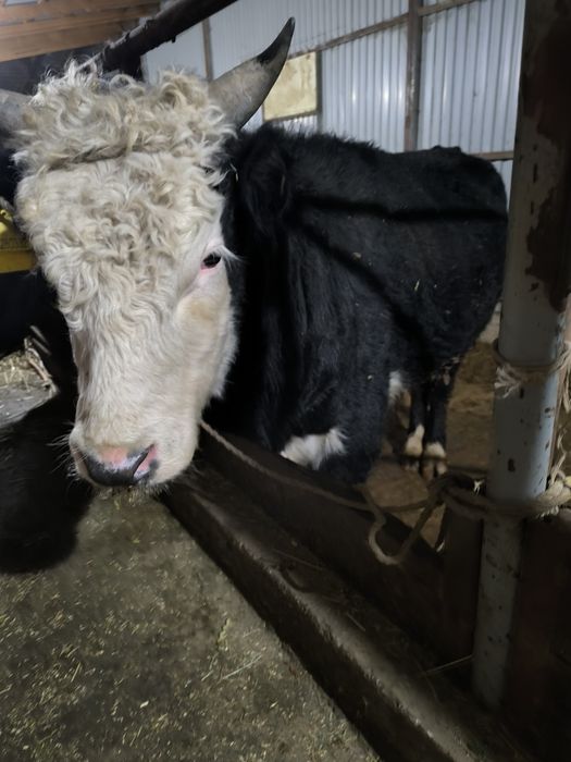 2 жасар бұқа сатамын,семіз