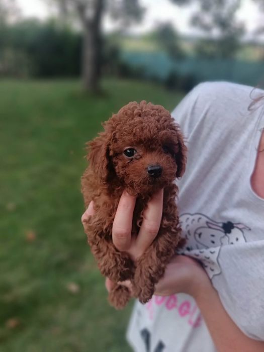 Пудел той/poodle toy