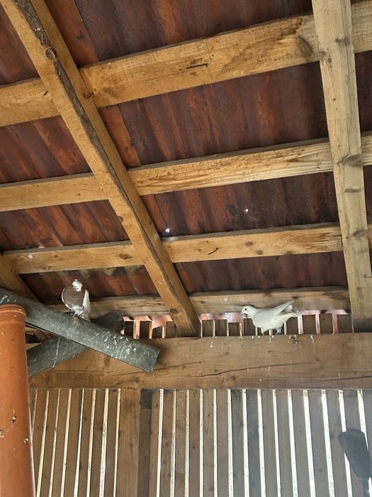 Vand porumbei voiajori