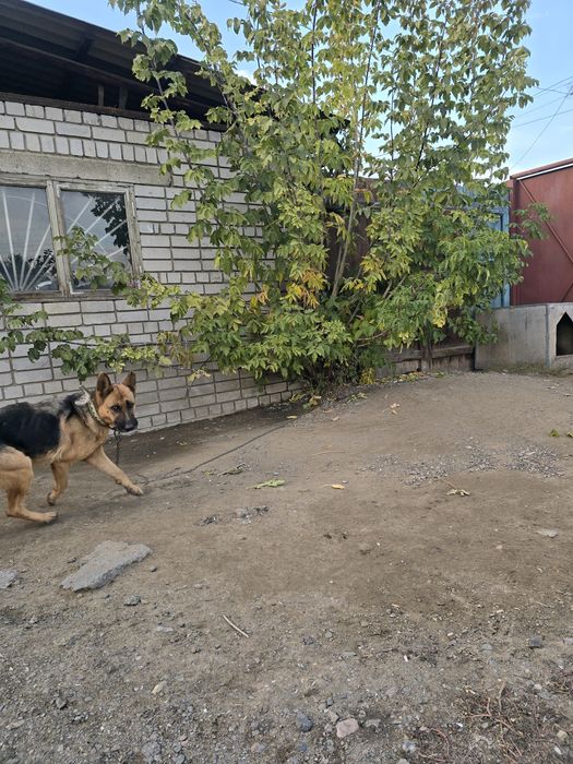 Продам немецкую овчаркау