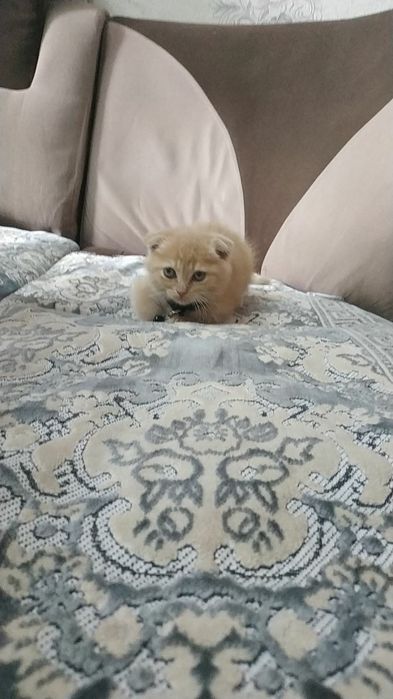 Mushuk sotiladi  skotish fold