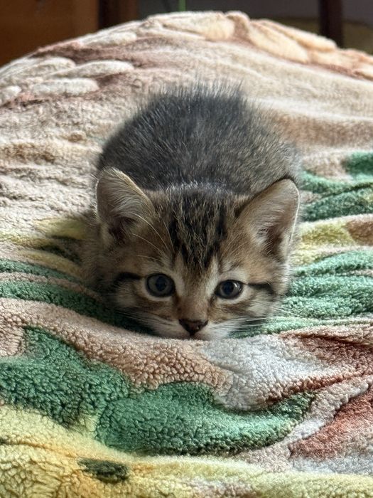 Продам шотландских котят