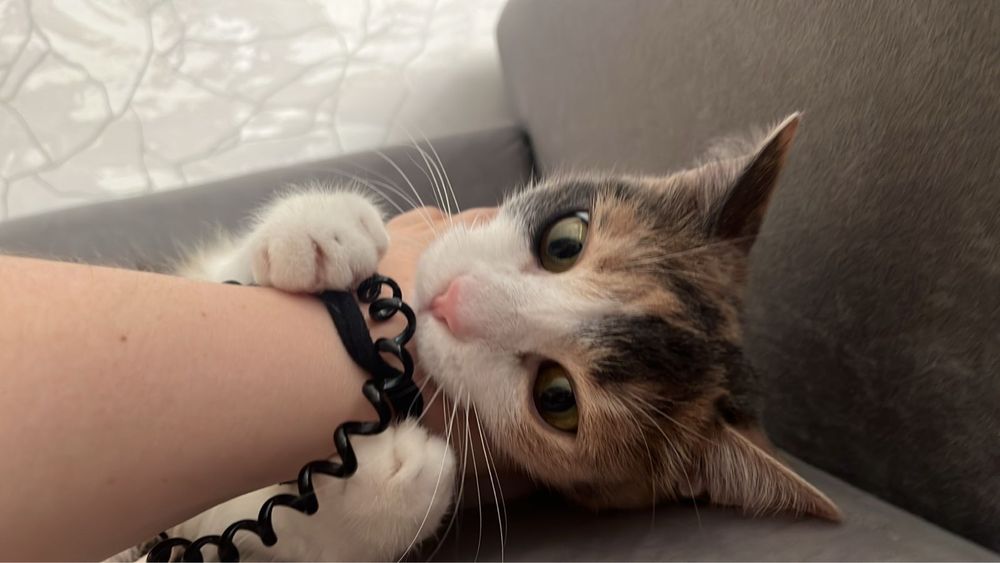 Отдам кошку в добрые руки