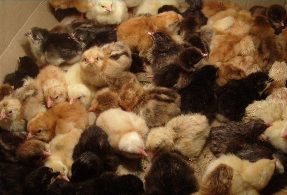 Кучинскии цыплята