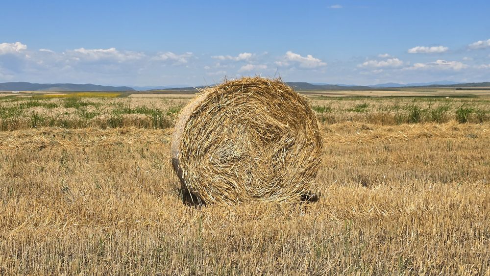 Baloțu ovăz cu lucernă