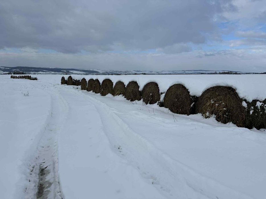 Baloti paie triticale