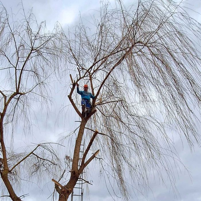 Toaletare arbori | Doborâre copaci