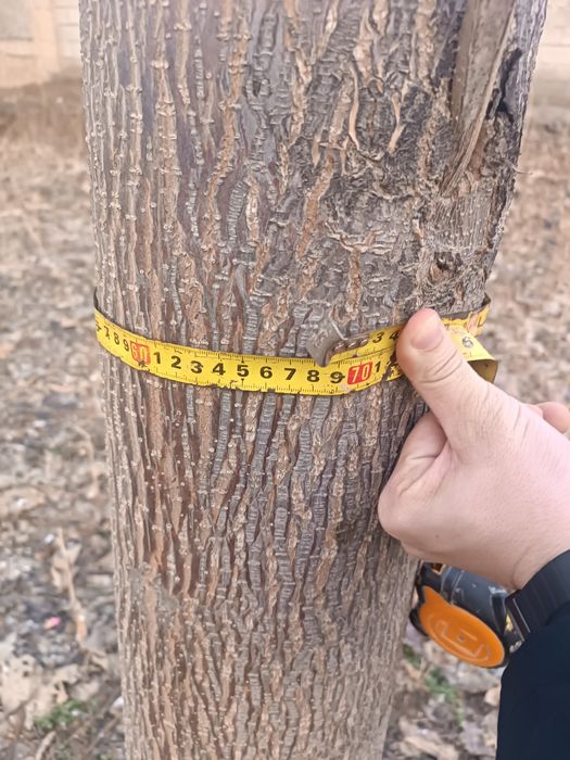 Pavloniya daraxti mebel uchun tayyor