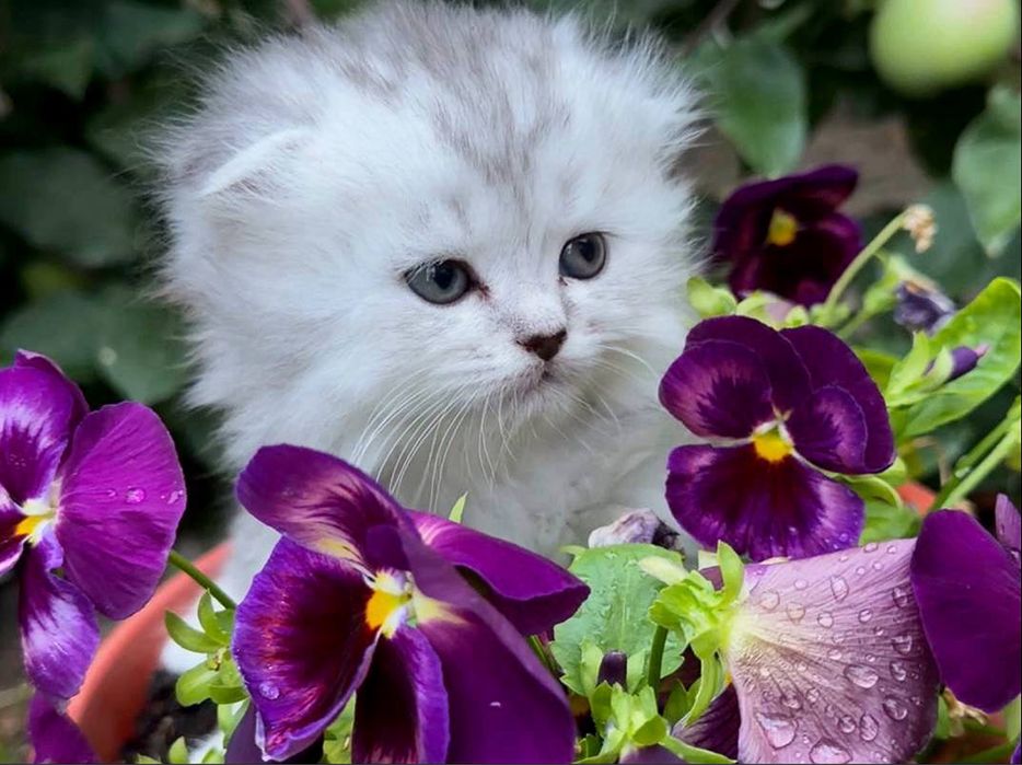 Шотланские котята