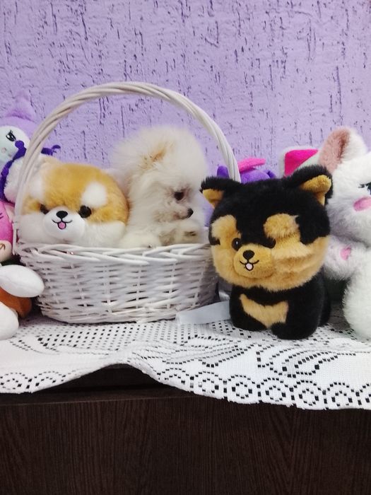 Щенок мини померашка