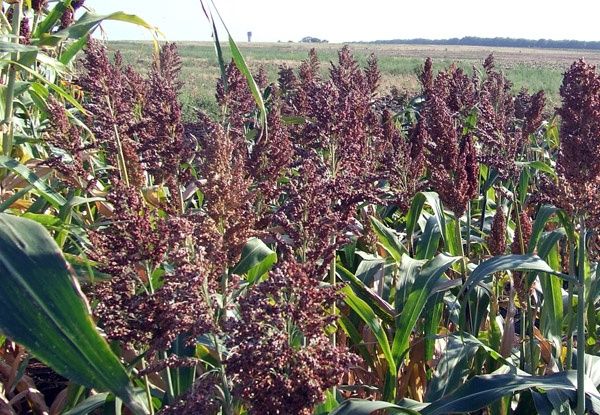 Суданка Сорго семена