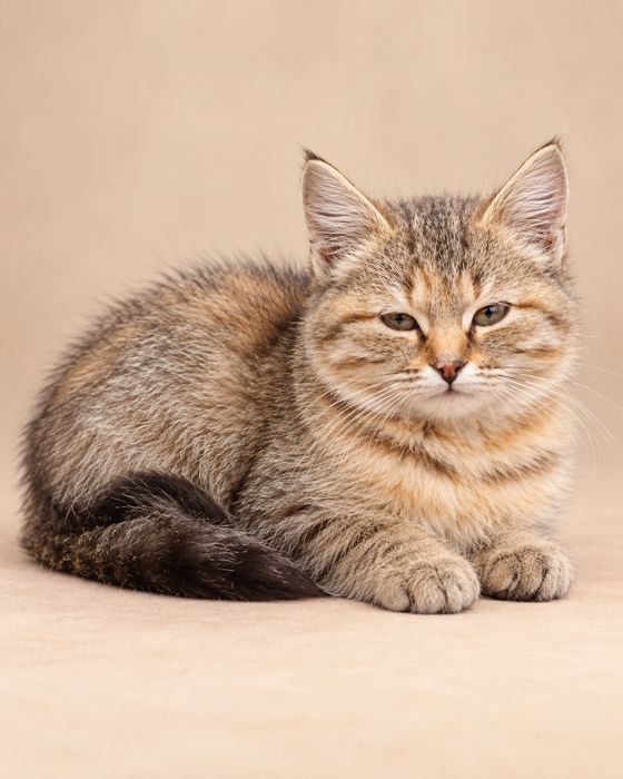 Кошечка, 4 месяца, в хорошие руки