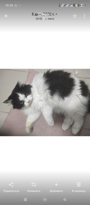 Пропала кошка 25 марта