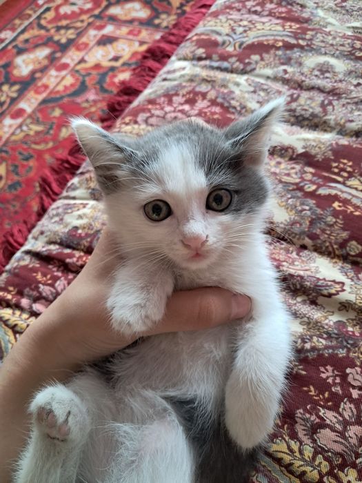 Mushuk bolalari hadiyaga beriladi.