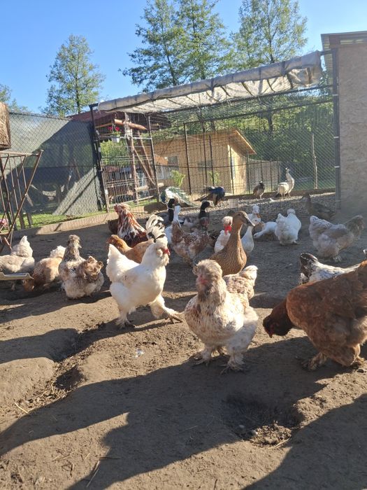 Oua incubat  motate și oua verzi