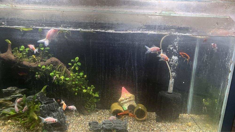 Телескоп белыйе