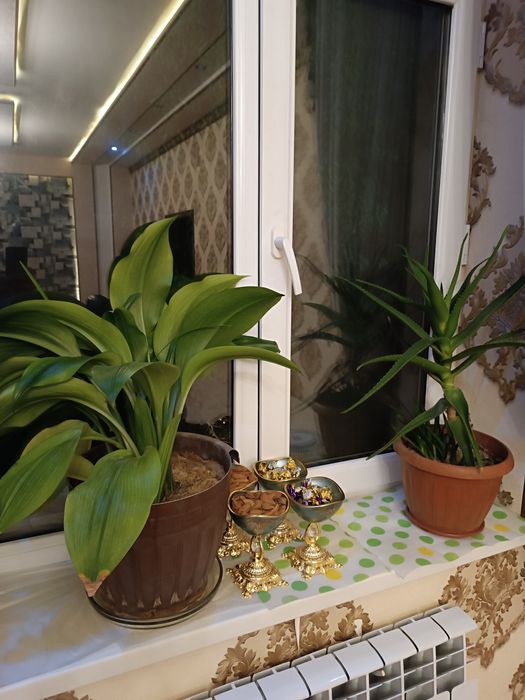 Tuvak Gullar sotamiz