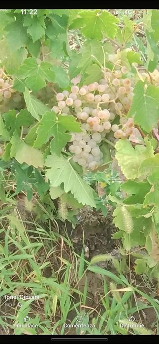 Vând struguri de vin