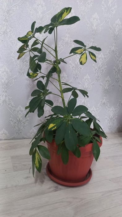 шефлера(пятнистая) 2 ш