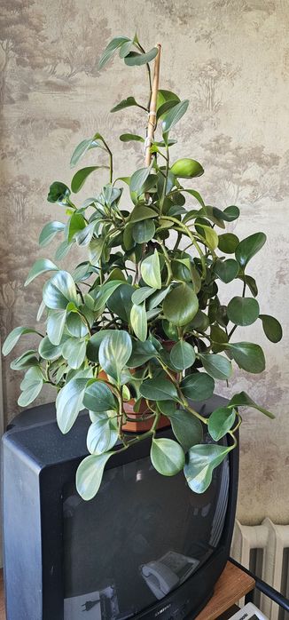 Продам домашние растения