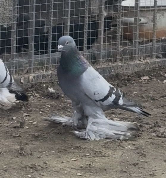 Продается голуби