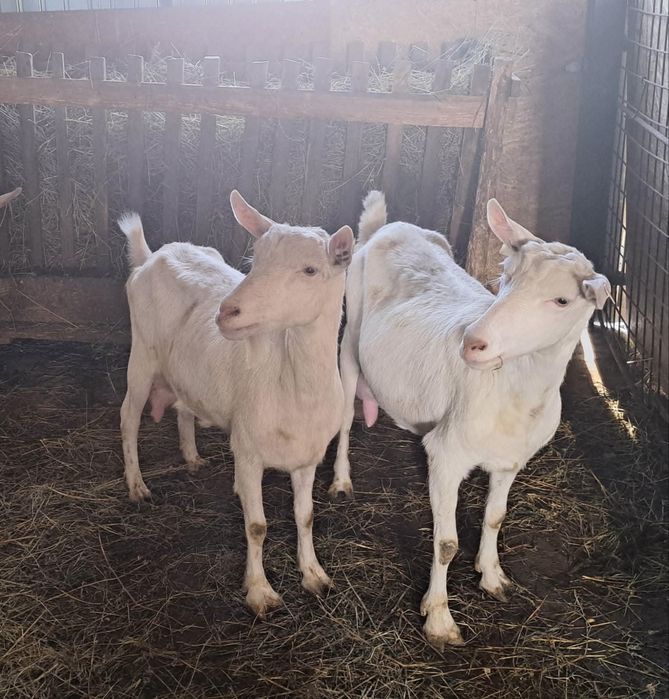 capre, iede si tap Saanen