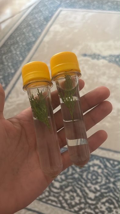 Алтайский пихтовый масло