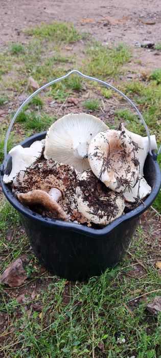 Участок в Лесхозе Буланды