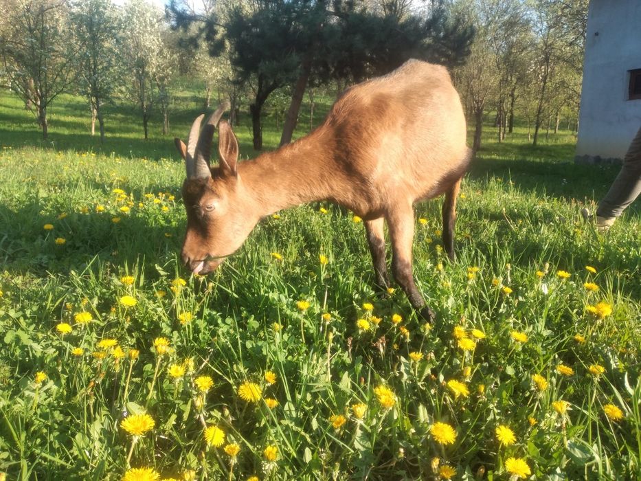 Capra Alpina Franceza și Țap