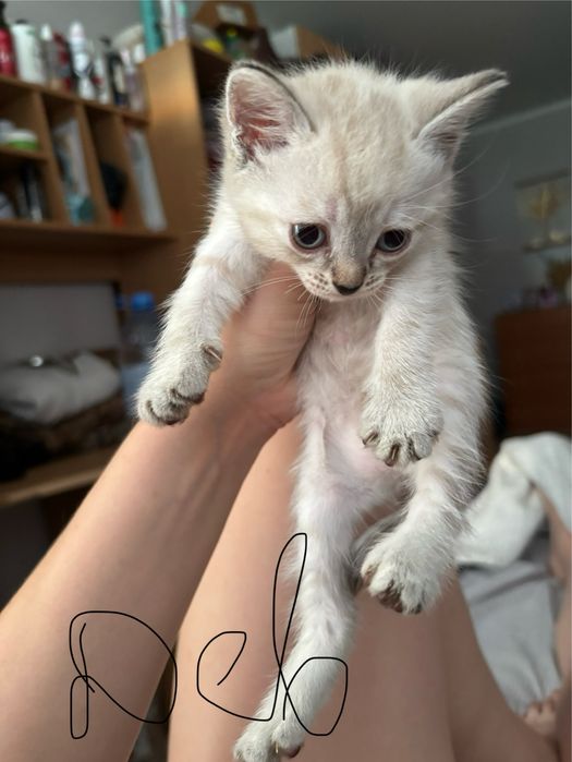 Отдам милых котят