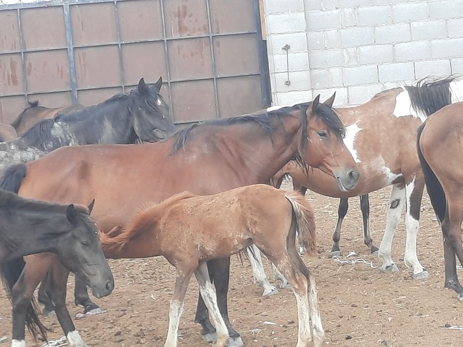 Жылқы сатамын 3- бие, 1- айғыр